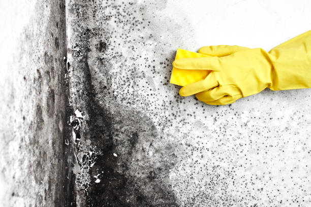 Best Mold Damage Restoration  in Bernalillo, NM