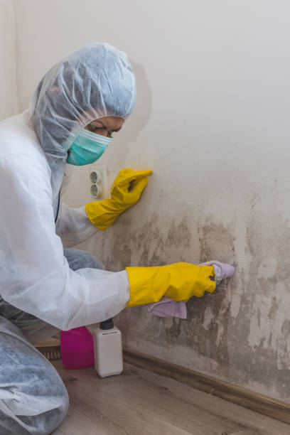 Mold Removal for HVAC Installations in Bernalillo, NM