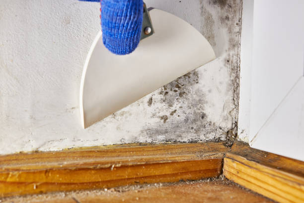 Best Mold Remediation for Healthcare Facilities  in Bernalillo, NM
