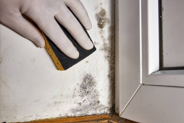 Best Water Damage & Mold Remediation  in Bernalillo, NM